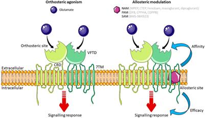 Targeting the Type 5 Metabotropic Glutamate Receptor: A Potential Therapeutic Strategy for Neurodegenerative Diseases?